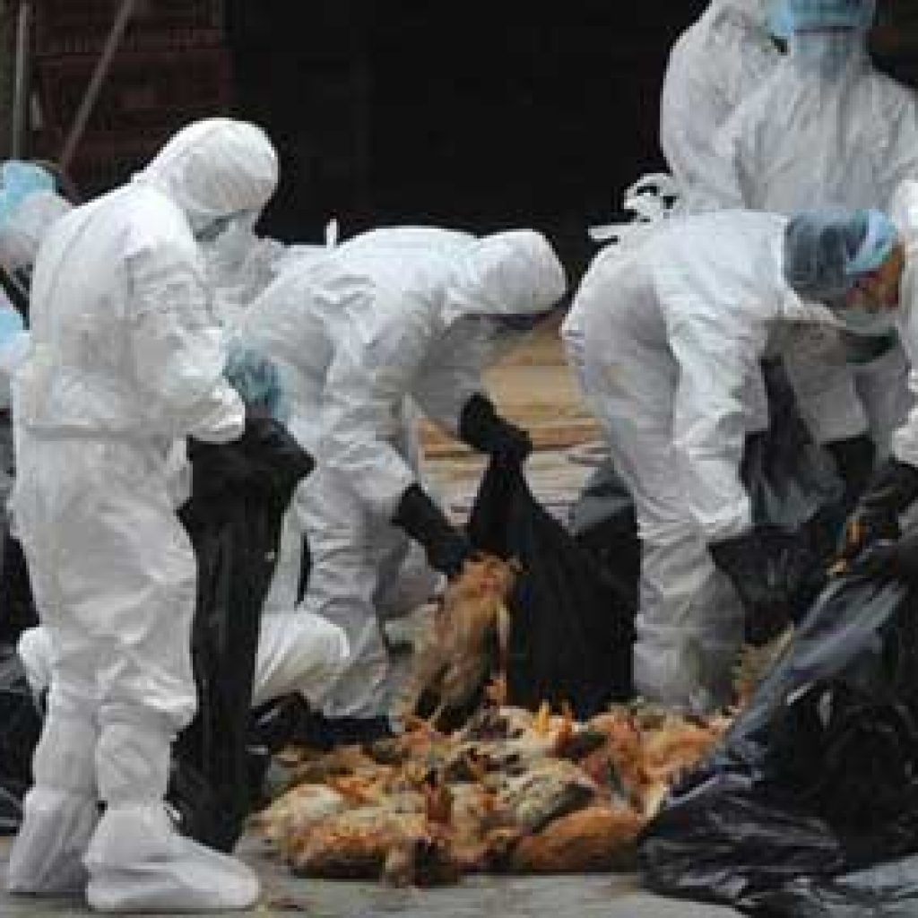 تحصين 4 ملايين طائر ضد إنفلونزا الطيور بالقليوبية