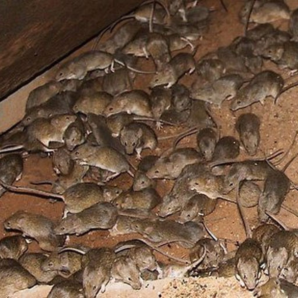 إبادة 4 آلاف فأر خلال يومين في مستشفى حكومي هندي