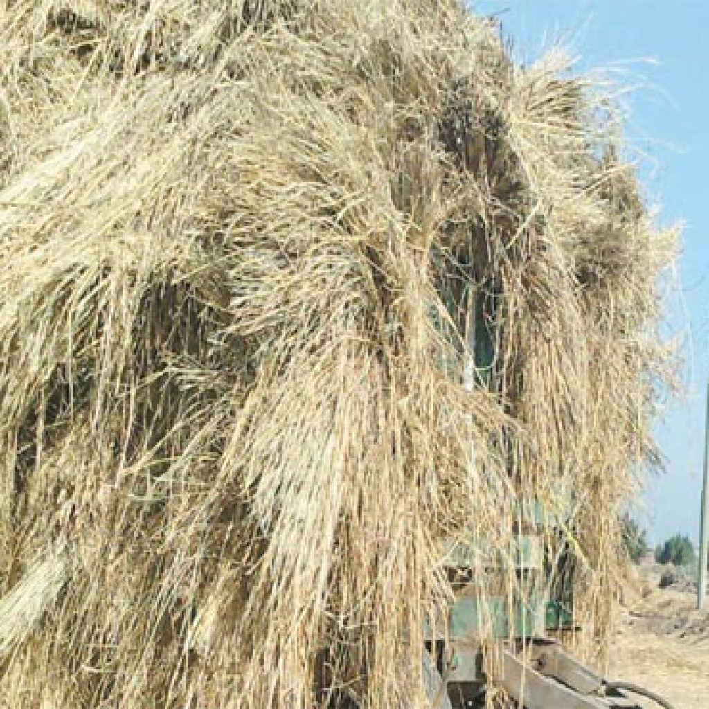 مذكرة لـ "هلال" عن تضرر مزارعى الأرز في كفر الشيخ