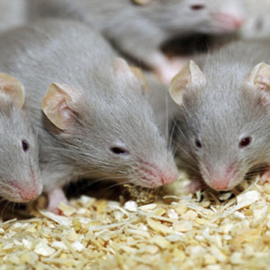 К чему снятся мыши маленькие серые много. Видеть во сне крысу живую.