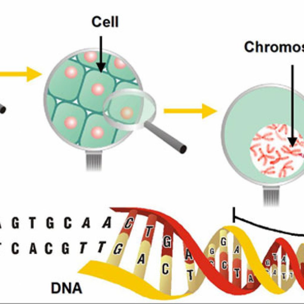 Пересадка днк. ДНК растений и человека. Гены ДНК. Гены хромосомы геном. Клетка хромосома ДНК.