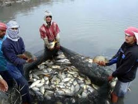 وزير الزراعة: مشروعات الإنتاج السمكي تحقق الاكتفاء الذاتي مع فائض للتصدير