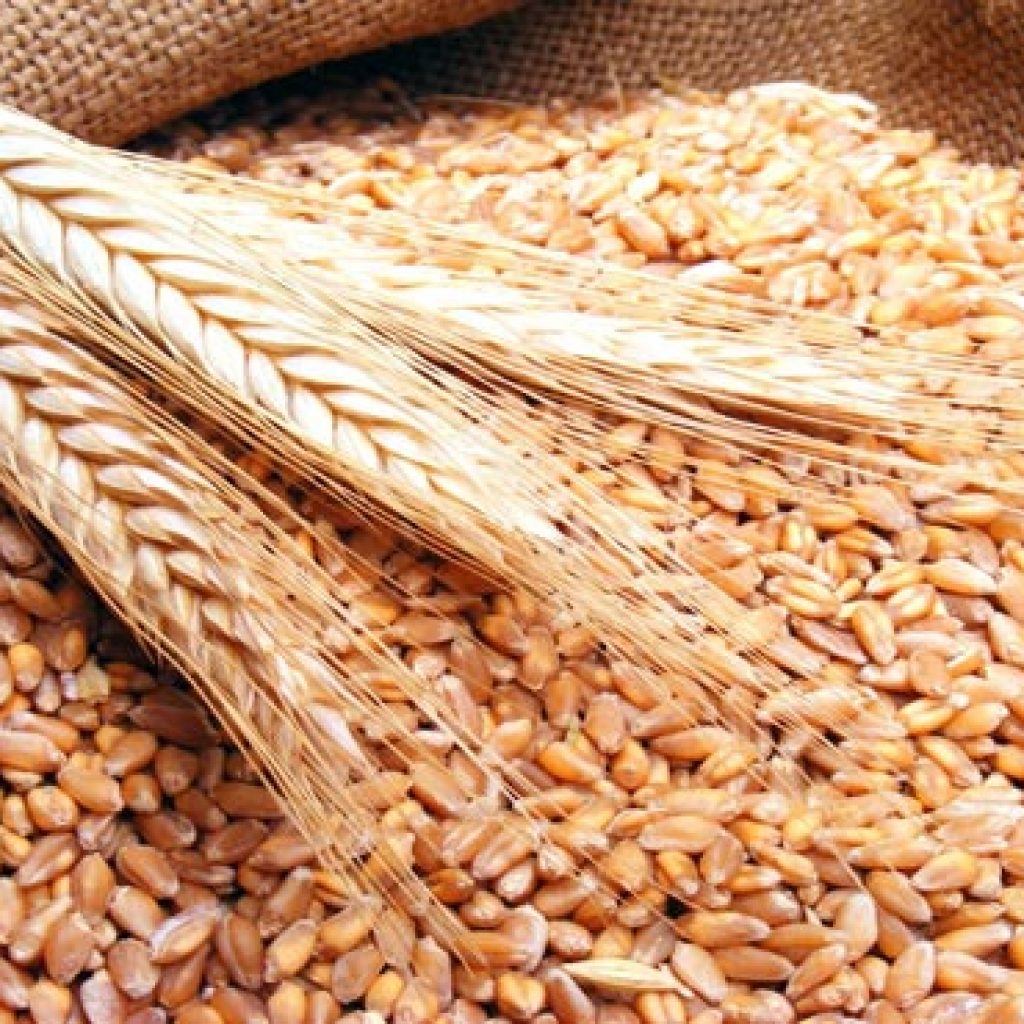 تجار: الأردن يشترى 50 ألف طن من القمح