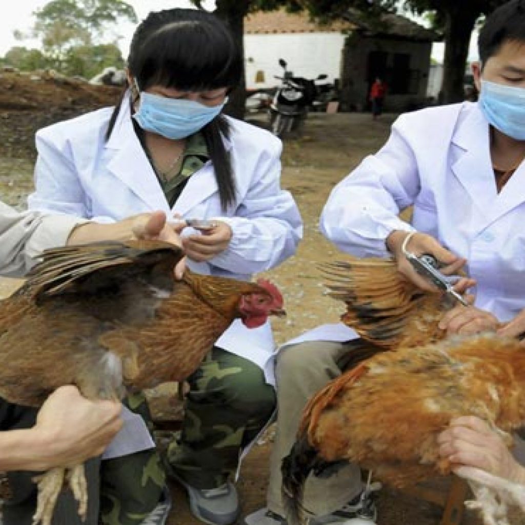 اكتشاف إصابة جديدة بانفلونزا الطيور بالمنيا