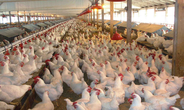 أزمة الكتاكيت.. صناعة الدواجن تنتظر رصاصة الرحمة للطيور الجائعة