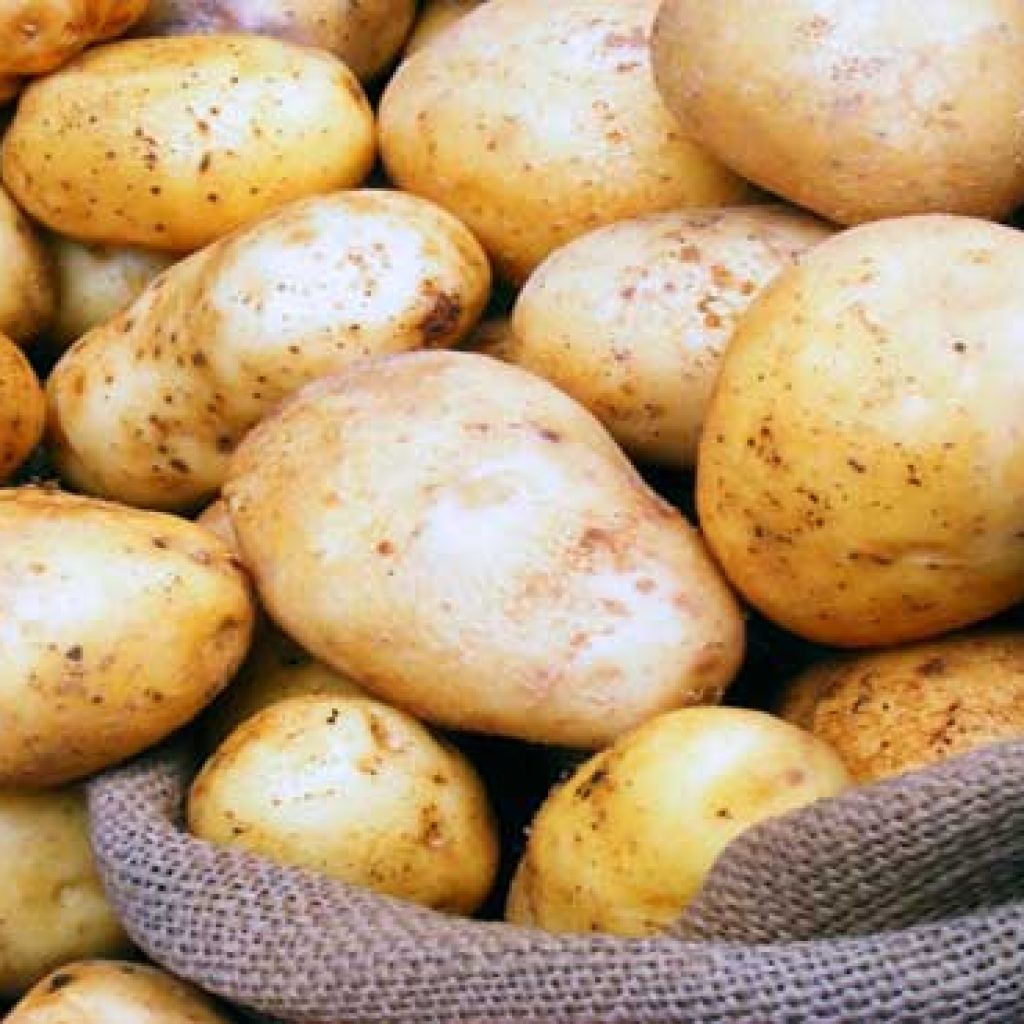 أمريكا توافق على زراعة بطاطس معدلة وراثيا
