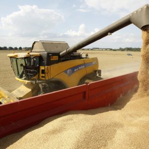هيئة السلع التمونية تطرح مناقصة عالمية جديدة لشراء كميات من القمح