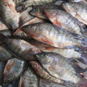 أسعار الأسماك في أسواق مصر الإثنين 13-7-2020
