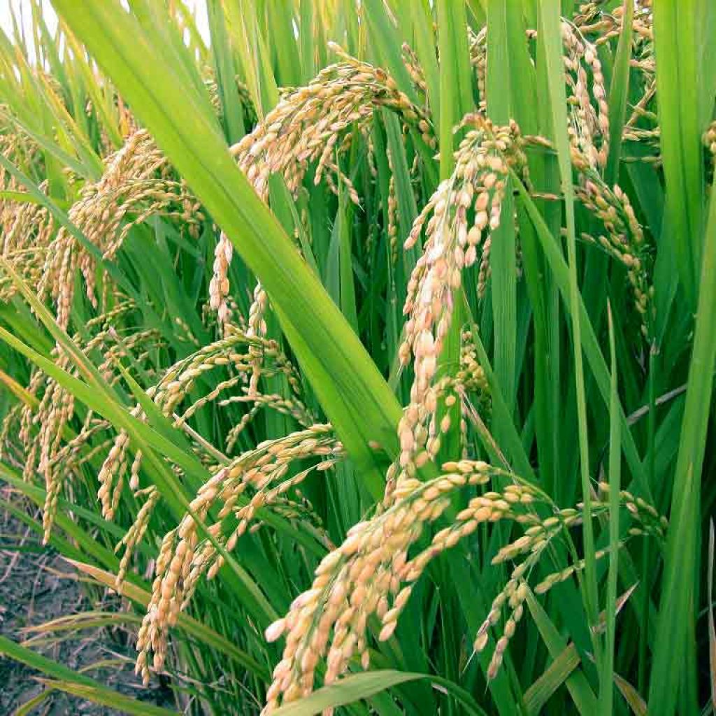 للمرة الأولى.. حصاد الأرز المزروع بالأمطار الصناعية فى مصر