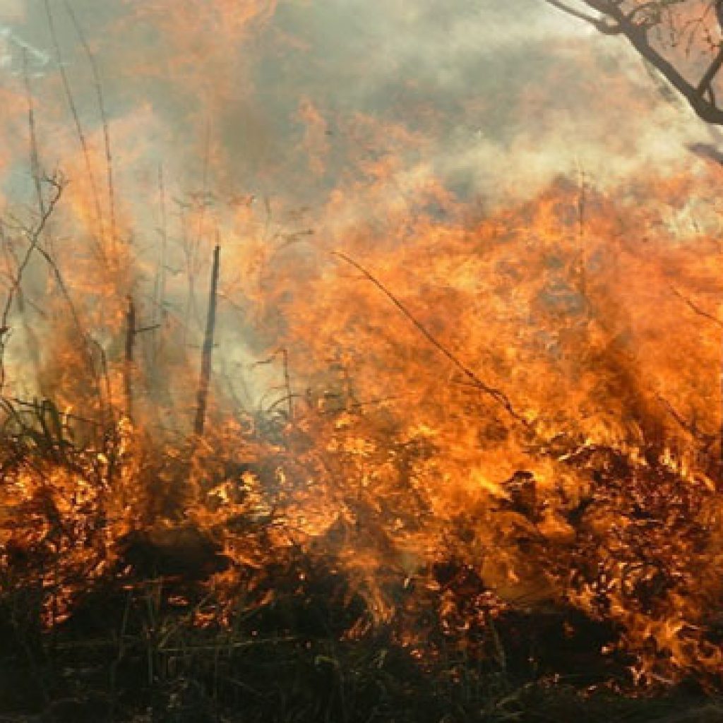 مساع أسترالية لاحتواء حرائق الغابات
