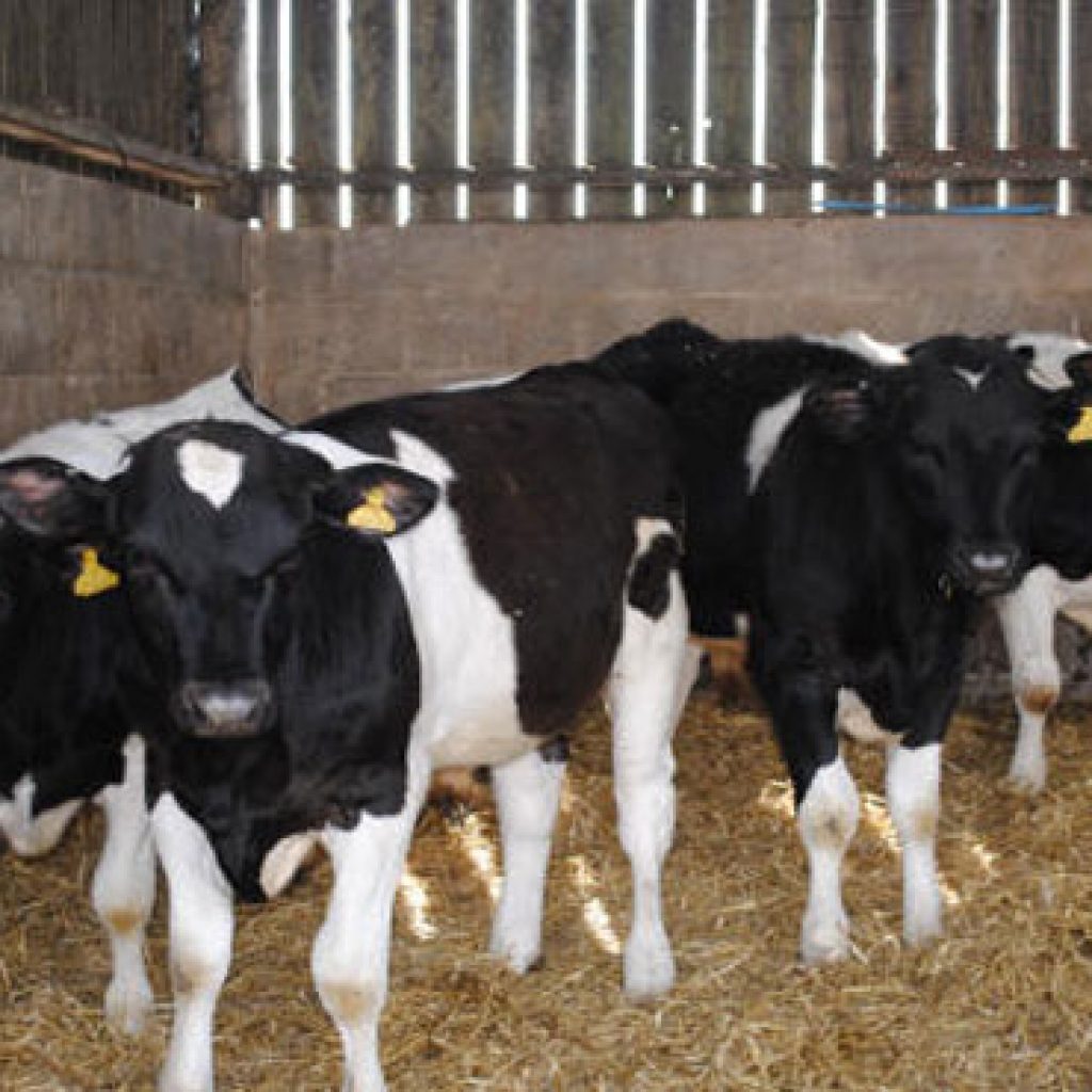 36 مليون جنيه لتحصين الماشية ضد الحمي القلاعية