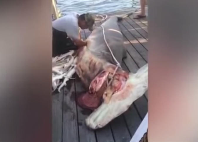 بالفيديو.. صياد يستخرج 34 وليدا من بطن سمكة قرش