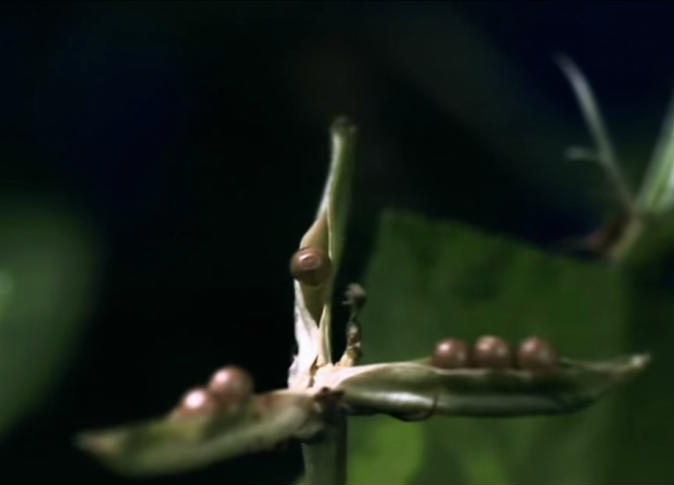 بالفيديو.. نباتات تفجر نفسها كألعاب نارية سعياً للحياة
