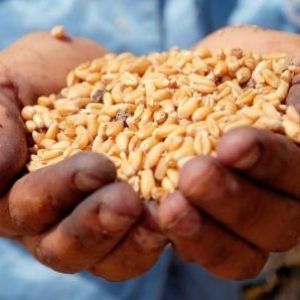 السودان يحدد سعر شراء القمح المحلي عند 1850 جنيها للجوال