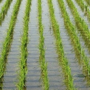 تنسيق وزاري لزراعة 350 ألف فدان أرز «يتحمل الجفاف والمياه المالحة»