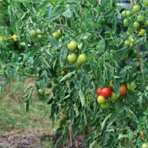 «الزراعة»: إنتاج طماطم من بذور مصرية 100%