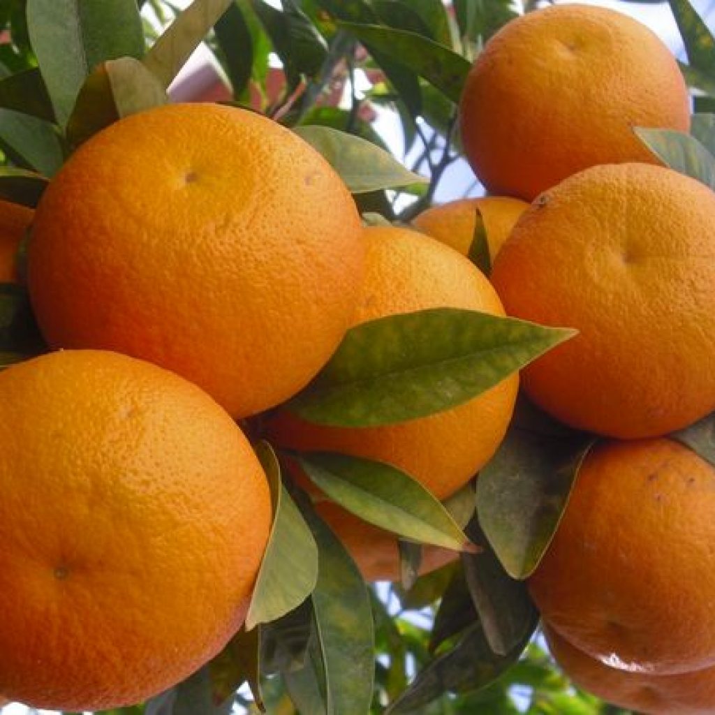 وزارة الزراعة تصدّر البرتقال لنيوزيلندا لأول مرة نوفمبر المقبل