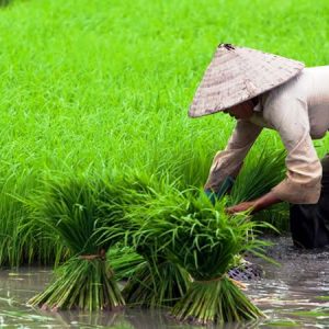 الزراعة: صرف 3 شكائر أسمدة مدعمة للأرز دفعة واحدة