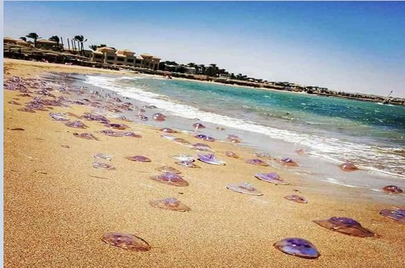 البيئة تعلن رصد نوعين من قناديل البحر وتؤكد على عدم سُميتها