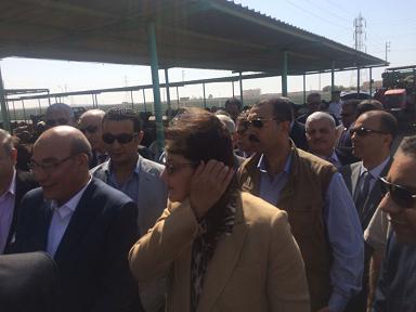 وزيرة التخطيط تتفقد مزرعة مصر الخير لتسمين العجول بسيناء