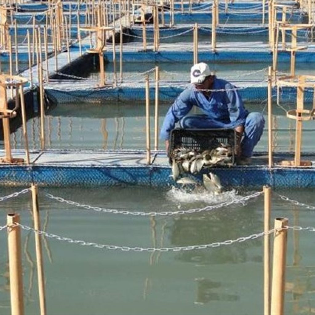 وزير الزراعة: مشروع غليون يستهدف توفير أسماك آمنة وبجودة عالية