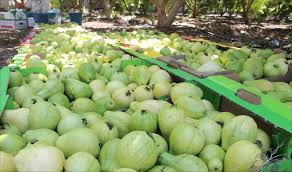 تصديرى الحاصلات ينظم برامج توعية بالمنظومة الجديدة لفحص الجوافة