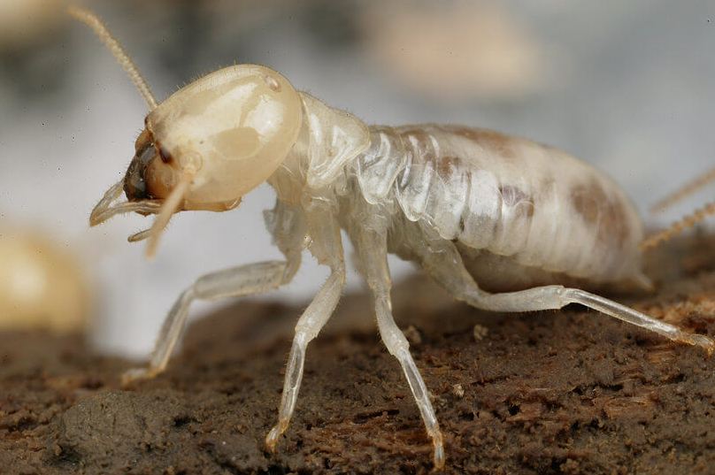 وحدة الحشرات بجامعة الإسكندرية تقدم روشتة لمكافحة النمل الأبيض