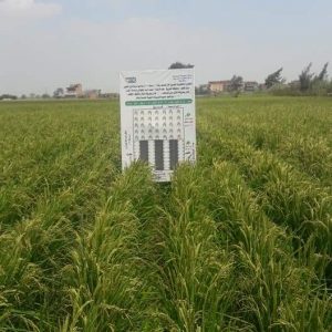 بعد التقاوي الجديدة.. اتحاد الفلاحين يطالب الحكومة بتحرير زراعة الأرز