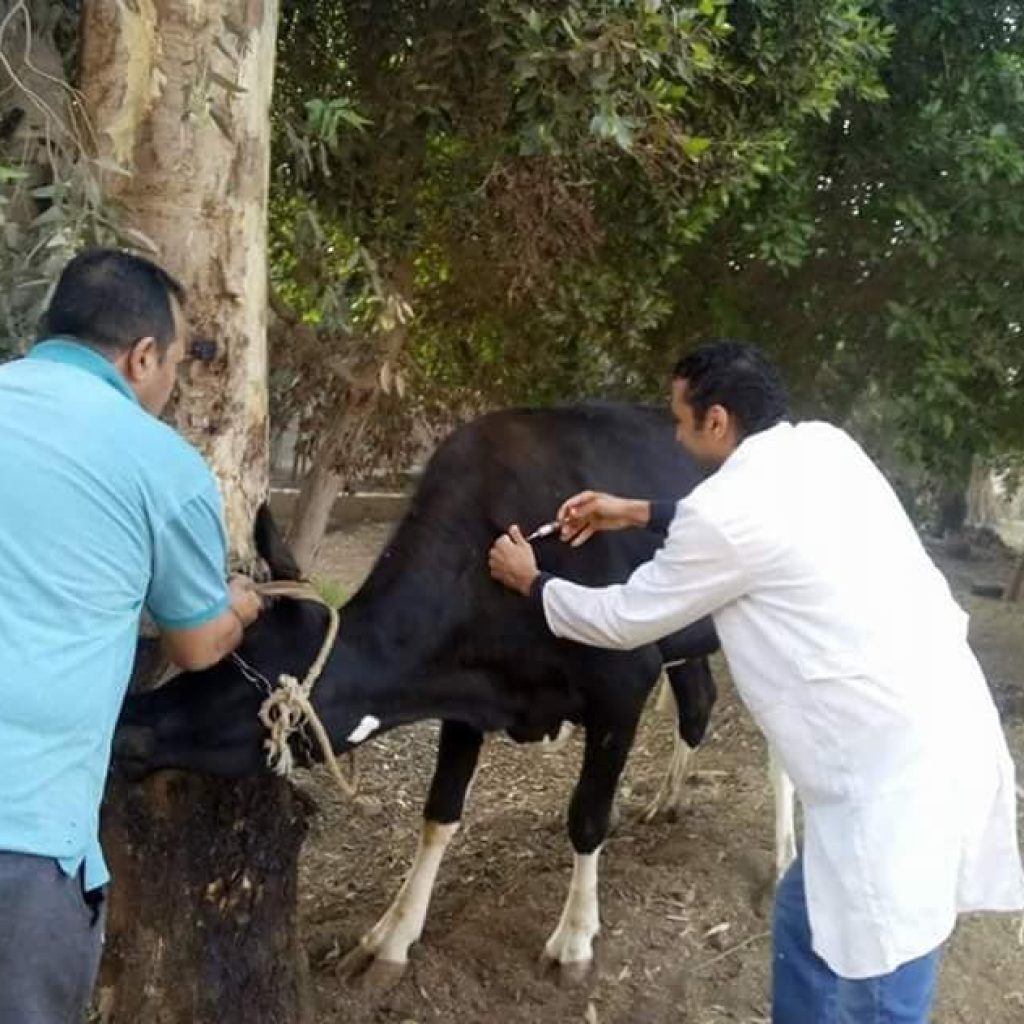 محافظ مطروح يوجه بتوعية المربين بأهمية الحملة القومية لتحصين الماشية