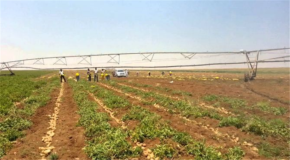 الزراعة: 50 ألف فدان زيادة مرتقبة في مساحات «البطاطس»