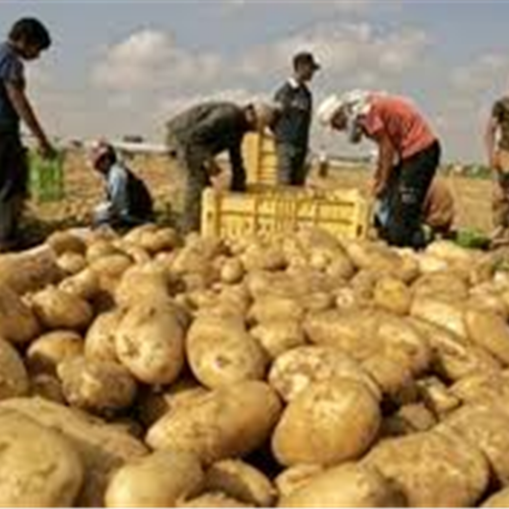 "الزراعة" : تصدير 610 آلاف طن بطاطس حتي أمس