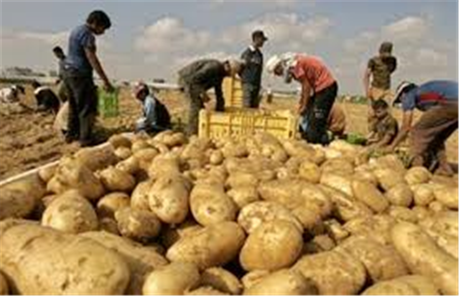 صادرات مصر من البطاطس تسجل 221 مليون دولار خلال 10 شهور