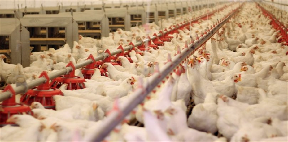 الزراعة: تحصين 1.8 مليون طائر ضد انفلونزا الطيور