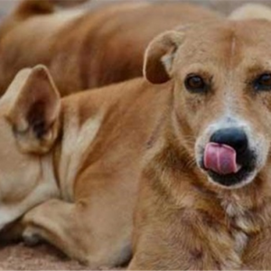 بعد مطالبات عديدة.. ولاية هندية تحظر بيع لحوم الكلاب