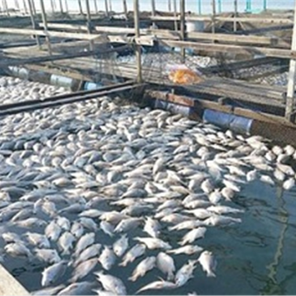 «الزراعة» تتابع أعمال صيد الأسماك  بمحافظة أسوان