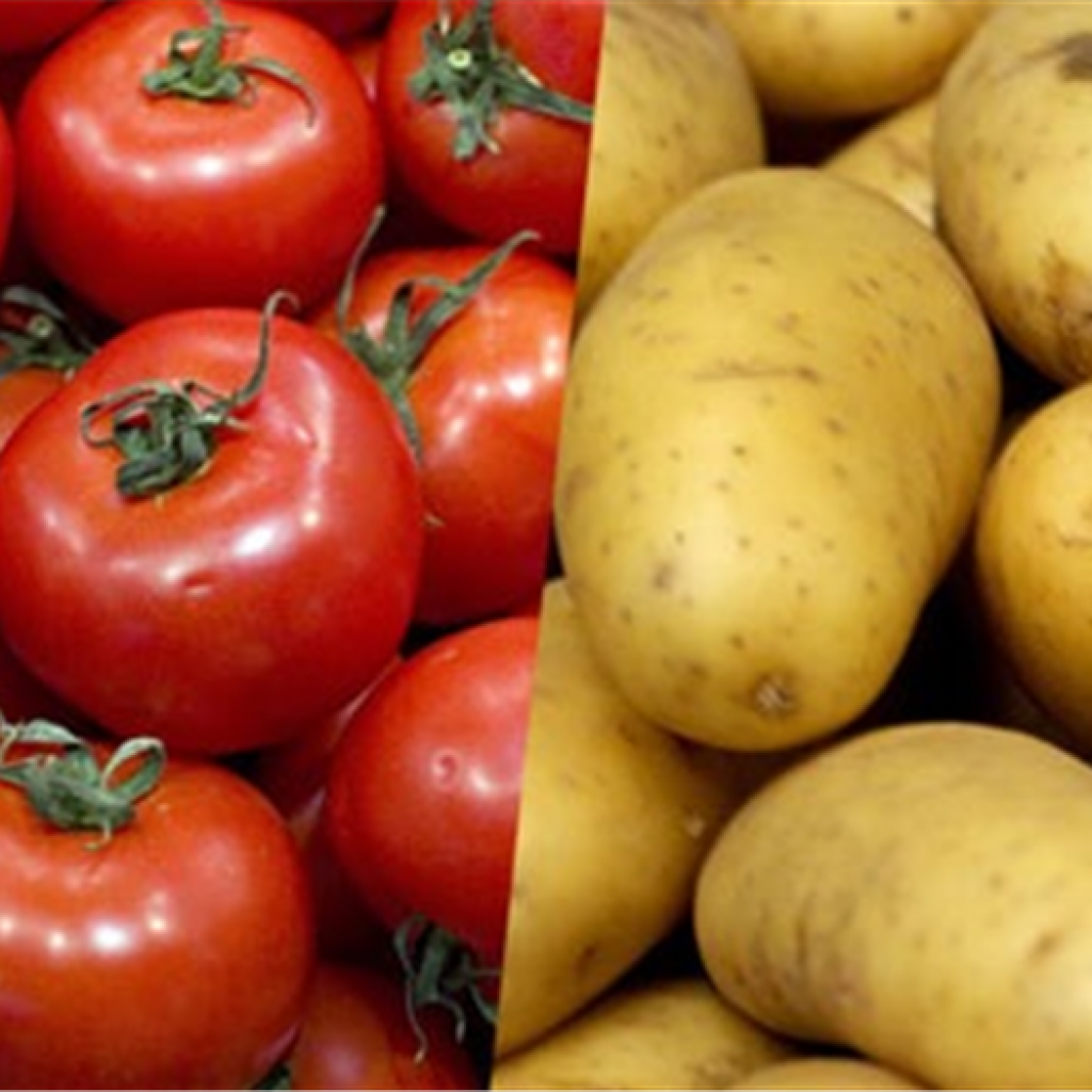 تجار: 3 أسباب وراء استمرار انخفاض أسعار الطماطم والبطاطس بالأسواق