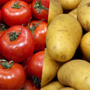 تجار: 3 أسباب وراء استمرار انخفاض أسعار الطماطم والبطاطس بالأسواق