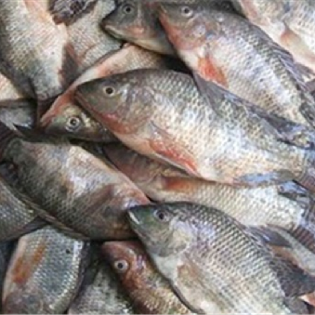 أسعار السمك اليوم 2-2-2023 فى مصر