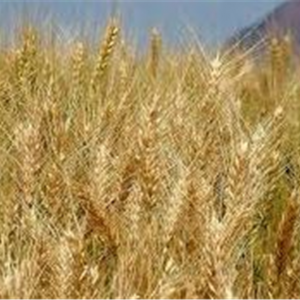 «السلع التموينية»: ندرس العرض الكرواتى لتصدير القمح.. والرد أكتوبر المقبل