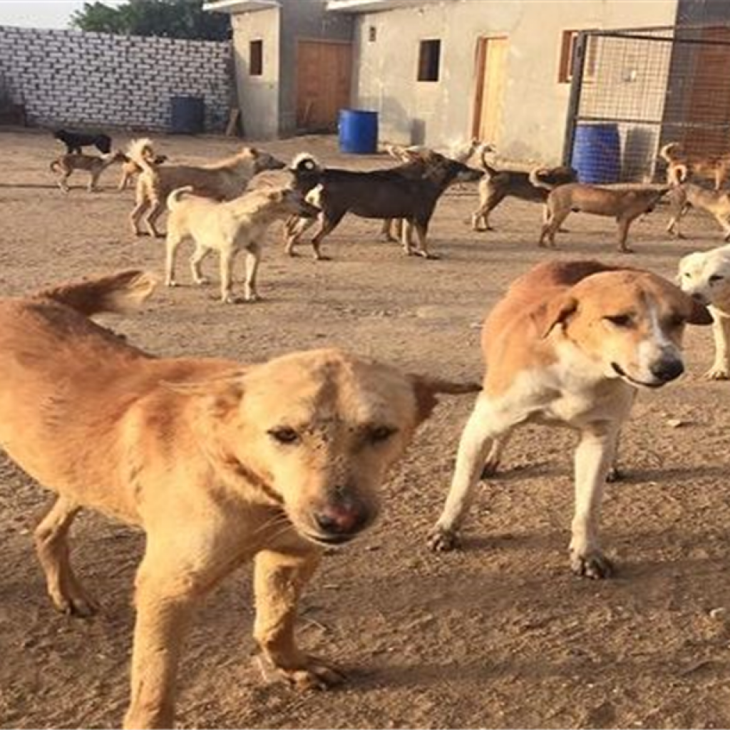 محلية البرلمان: لا مانع من تصدير الكلاب والنوع المصري تستخدمه الشرطة السويسرية