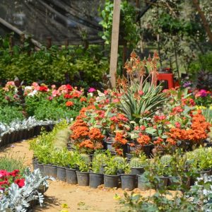 «الزراعة» تستعد لافتتاح كرنفال معرض زهور الربيع بالأورمان.. "صور"