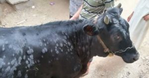 «الزراعة»: الانتهاء من تحصين الأبقار ضد «الجلد العقدي» قبل رمضان