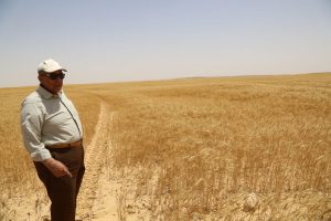 وزير الزراعة يفتتح موسم حصاد القمح بمشروع غرب المنيا (صور)