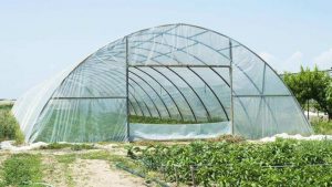 افتتاح مشروع صوب أبو سلطان العام المقبل وتوقعات بطفرة إنتاجية زراعية