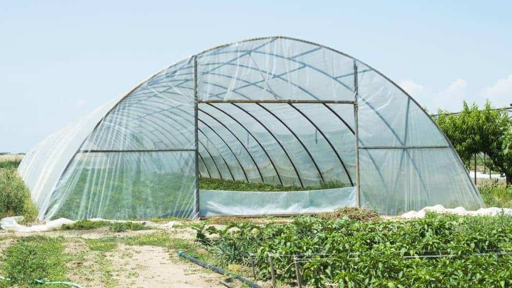 افتتاح مشروع صوب أبو سلطان العام المقبل وتوقعات بطفرة إنتاجية زراعية