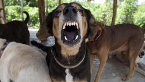 محافظ البحر الأحمر : حظر سير الكلاب بالشوارع دون إمساك صاحبها بها