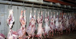 أسعار اللحوم البقري والجملي اليوم الثلاثاء 25-7-2023