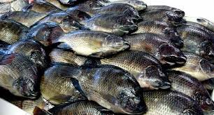 بحث تصدير الأسماك النيلية ومنتجات الألبان إلى الاتحاد الأوروبي