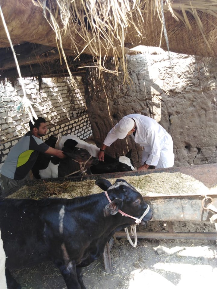 الزراعة: تحصين 450 ألف رأس ماشية ضد مرض الحمى القلاعية خلال 4 أيام