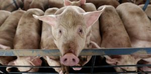 الهيئة الصينية للإحصاء: أسعار لحوم الخنازير قفزت %116 فى يناير الماضى